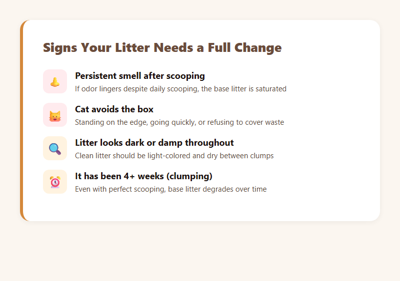 Four signs your cat litter needs a full change — persistent smell, box avoidance, dark appearance, time elapsed